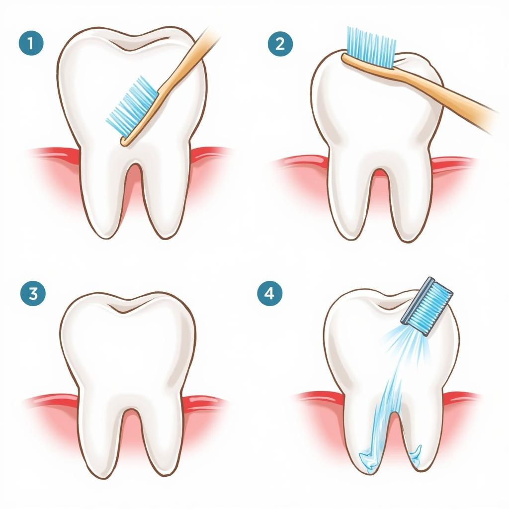 Proper Teeth Brushing Technique